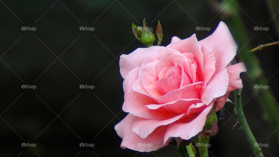A delicate rose and its bud, a soothing sight to anyone who has time to admire it.