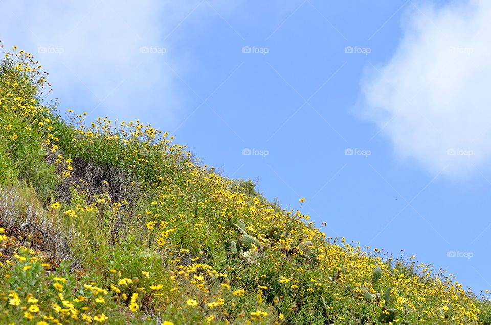 Wild field flowers