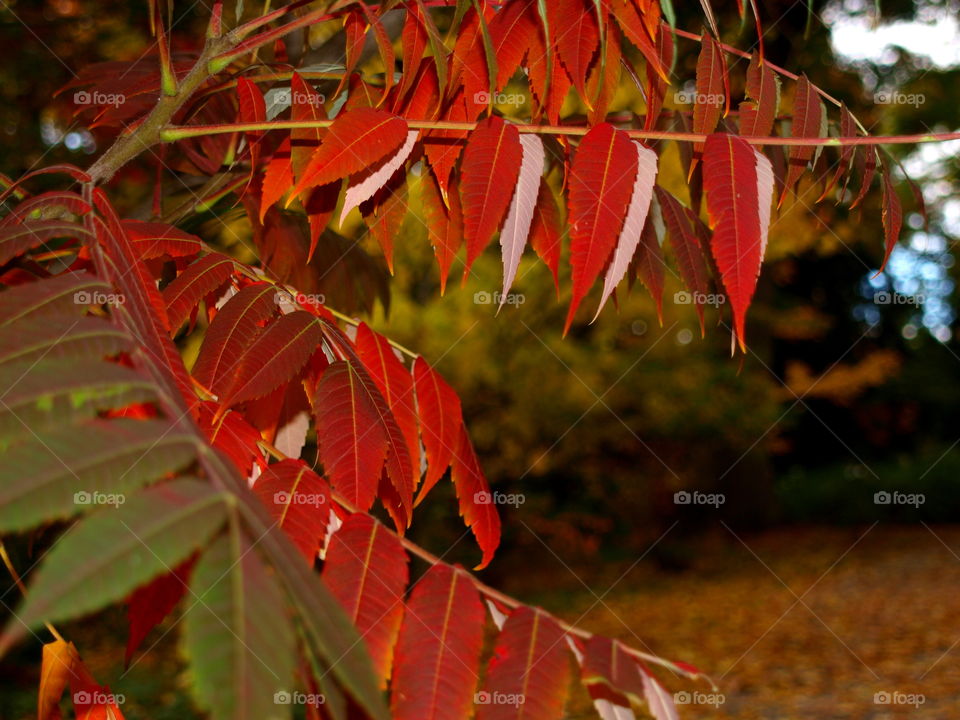 Leaf, Fall, Tree, Nature, Color