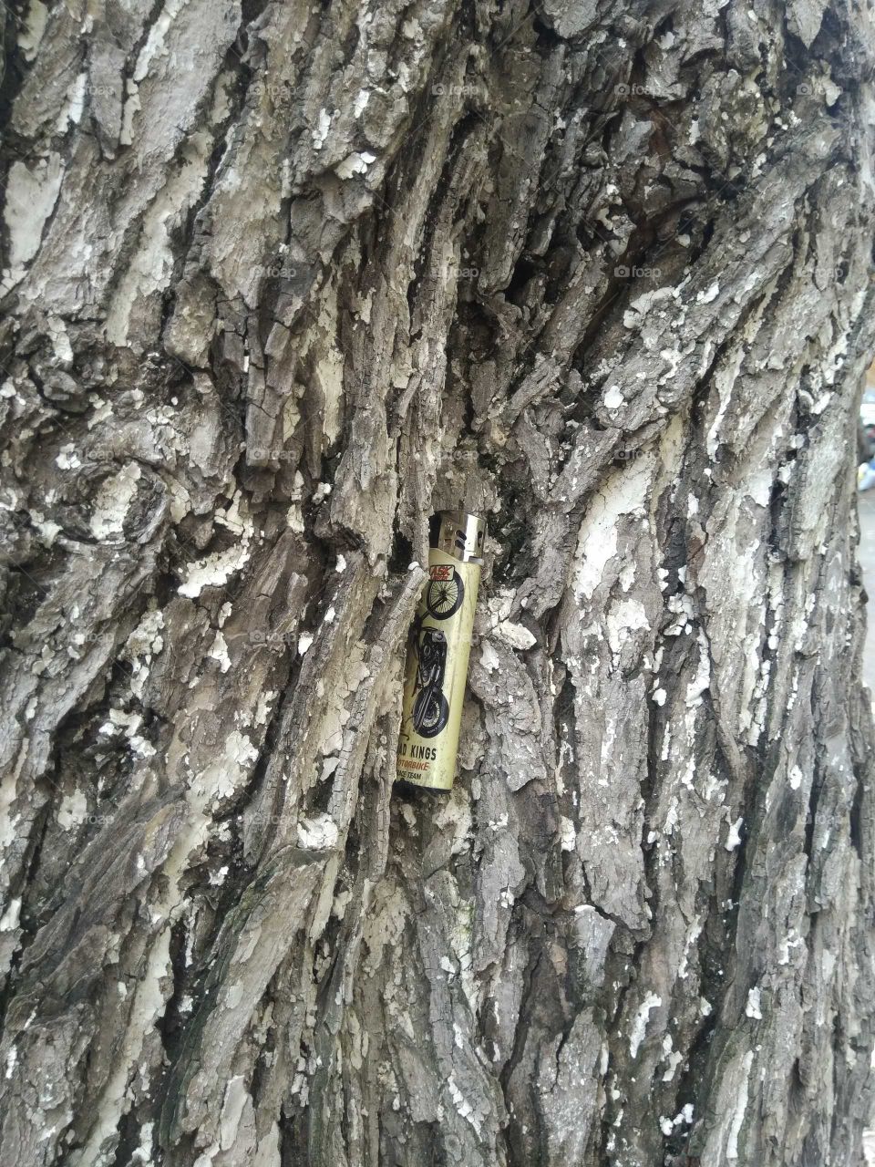 Lighter caught in the tree