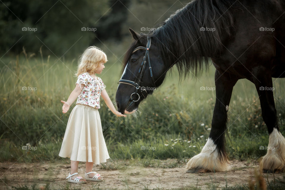 Little girl with shire horse at summer evening 