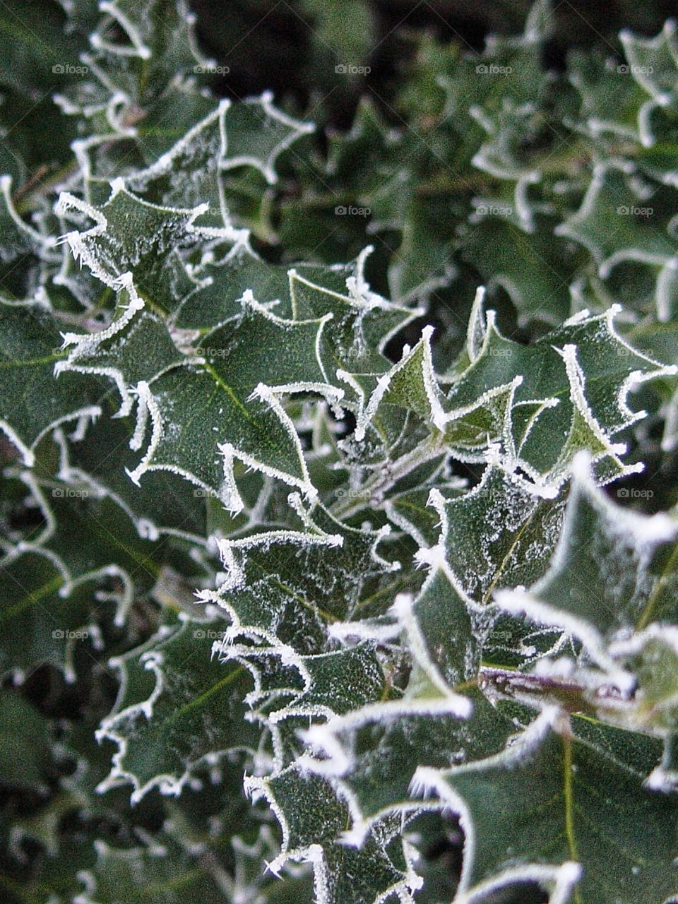 Frosted holly