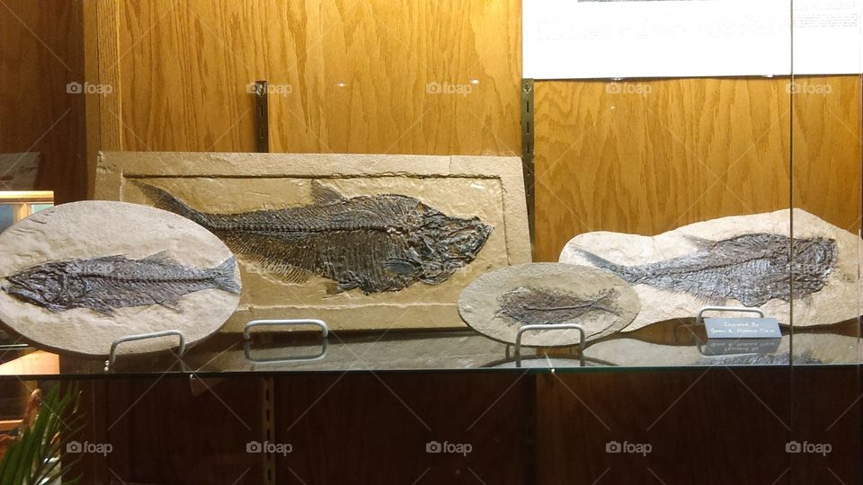 View of petrified fish at museum