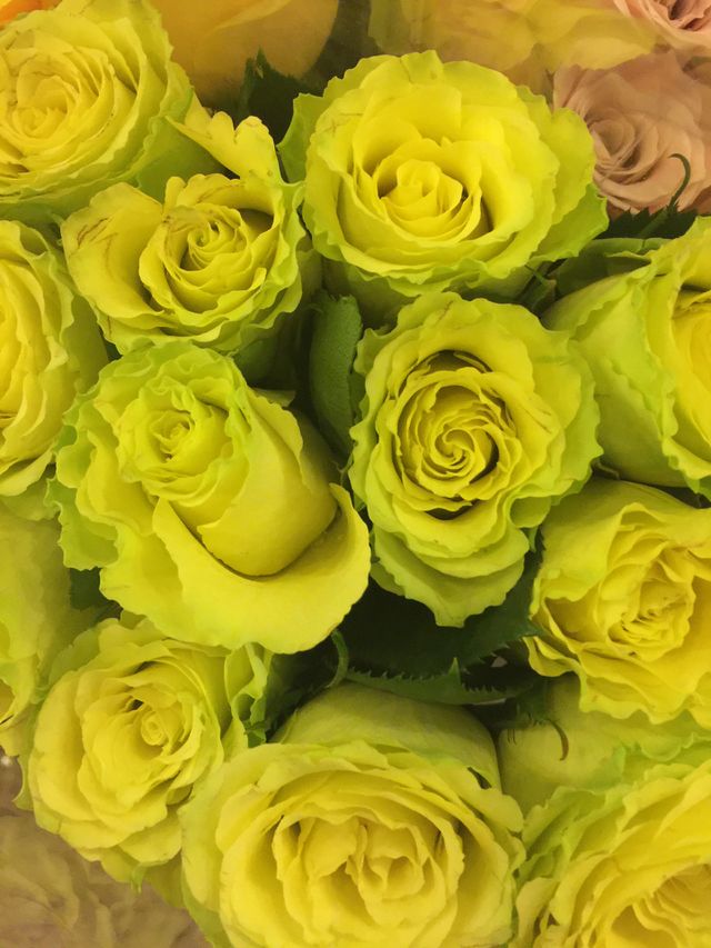 Roses