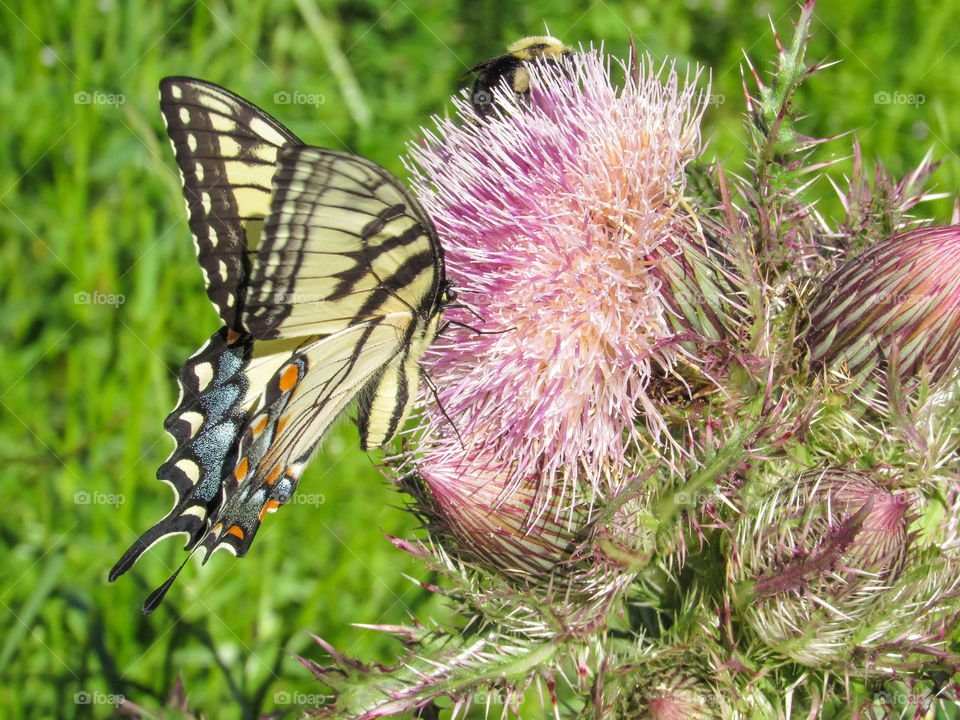 yellow swallowtail butterfly on pink thistle flower outdoors