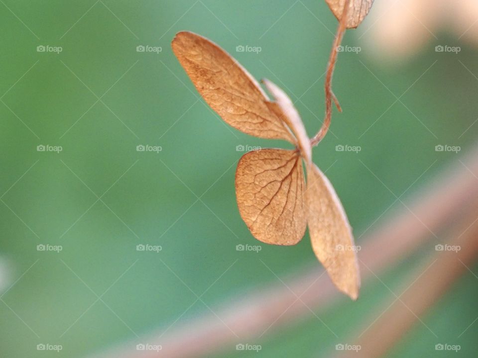 hydrangea in late autumn