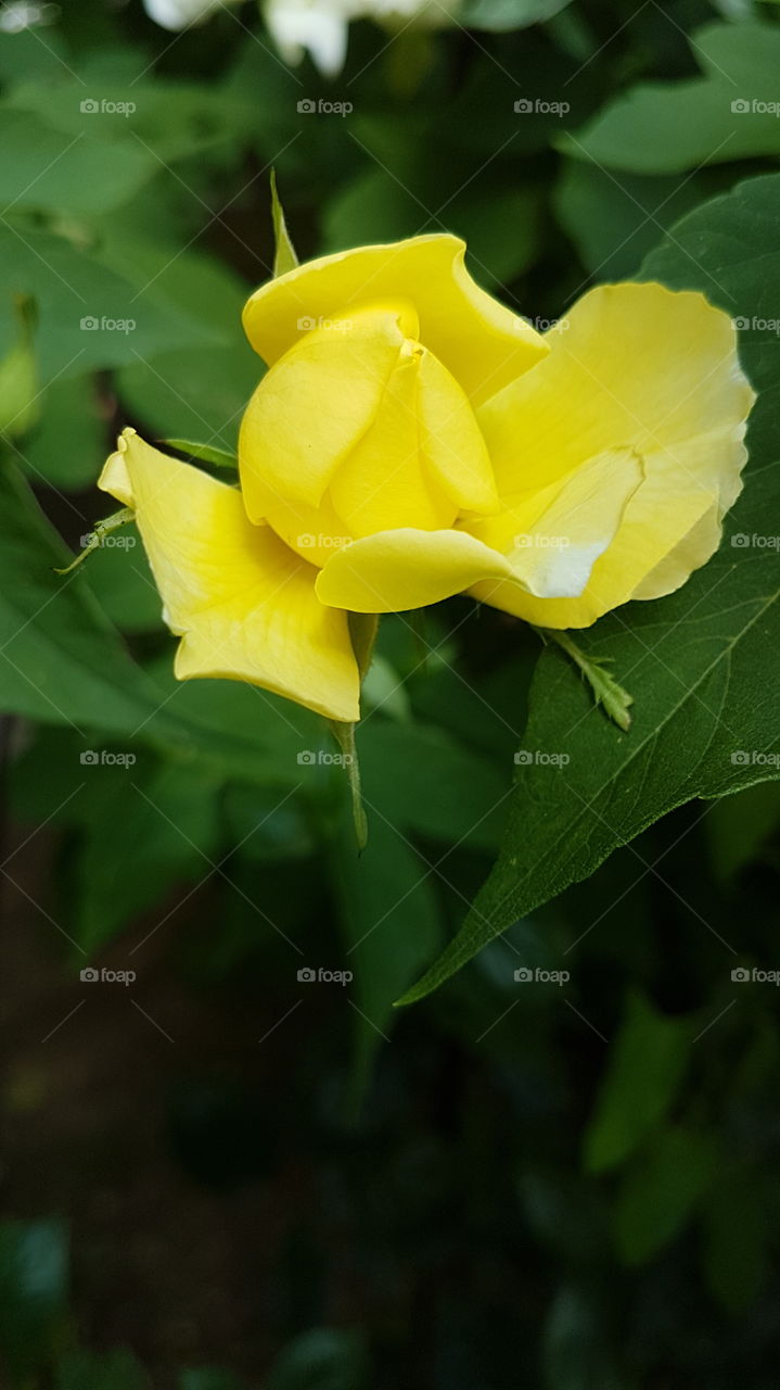 yellow rose bud
