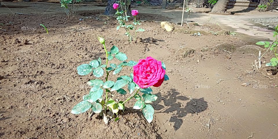 #flower #garden #ground #environment #colorful #rose