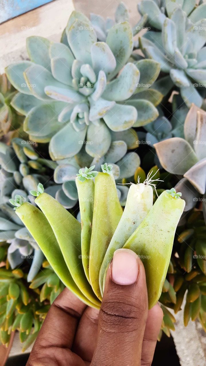 succulent leaf growth