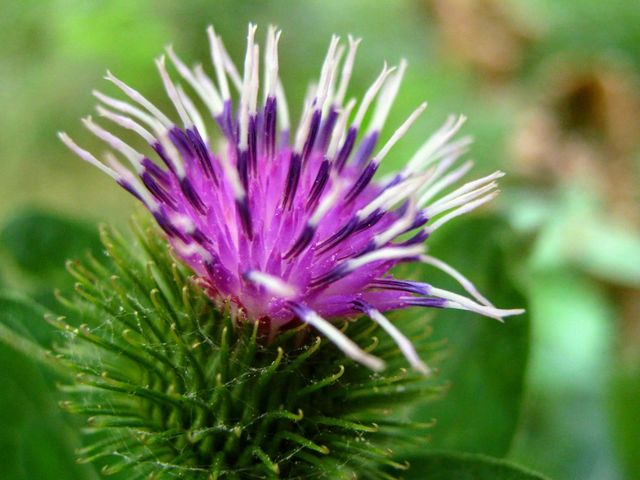 Purple flower