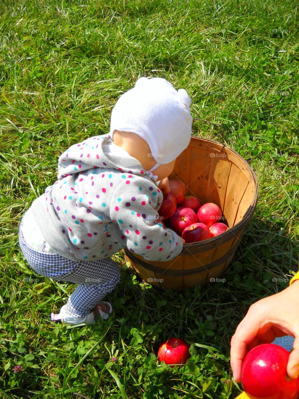 Sorting The Apples