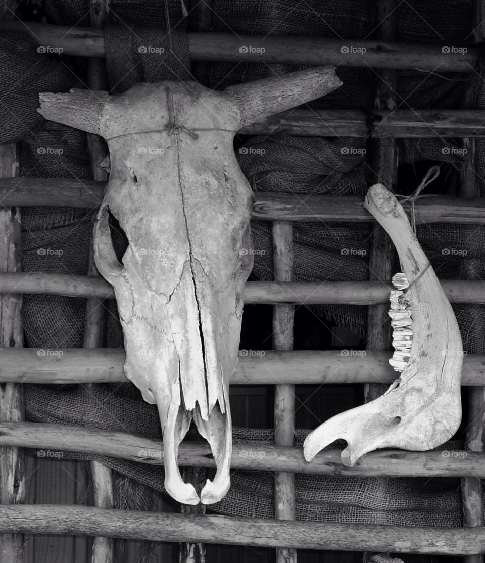 skull bones jaw by angeljack