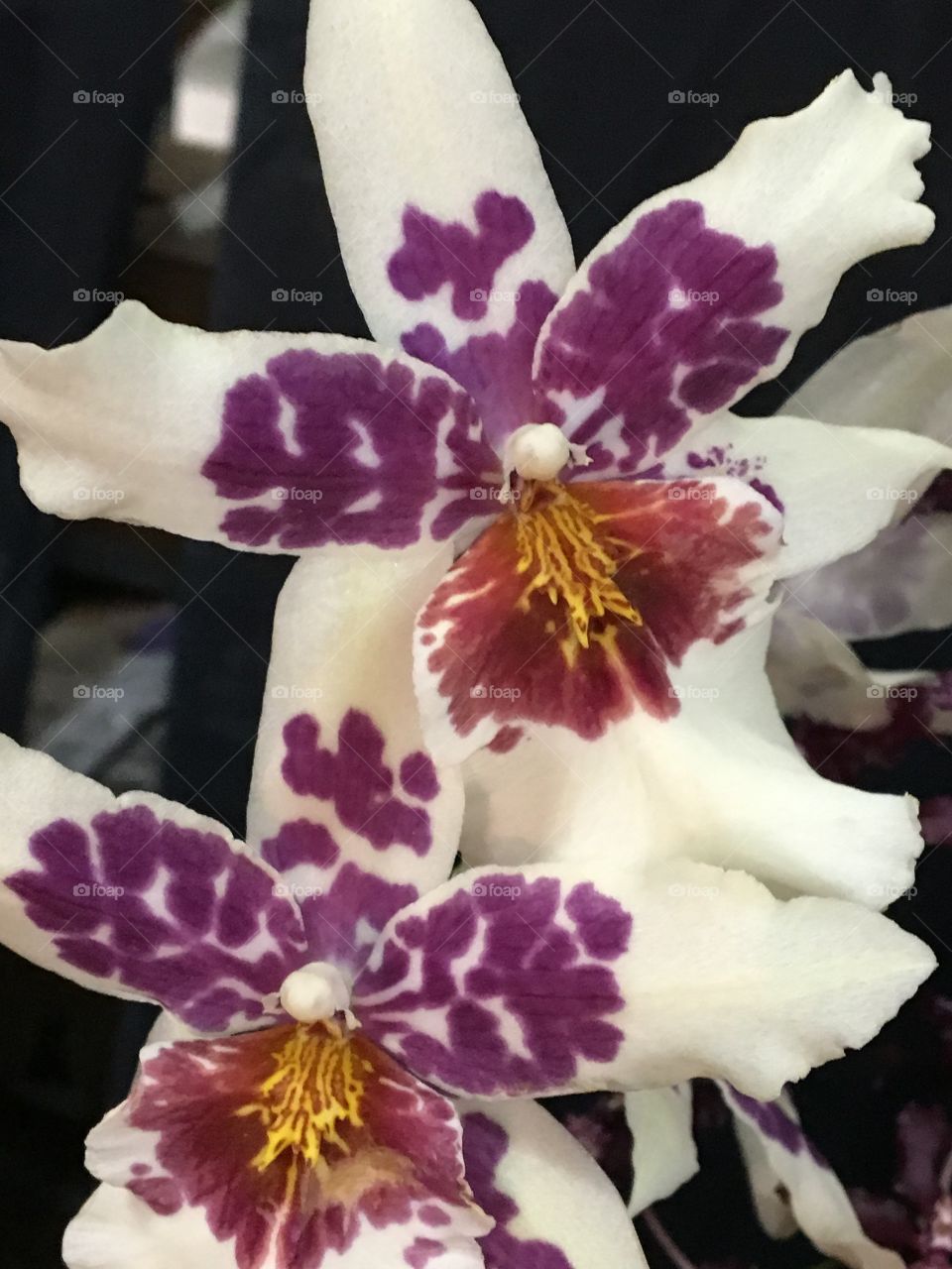 Orchid - twins