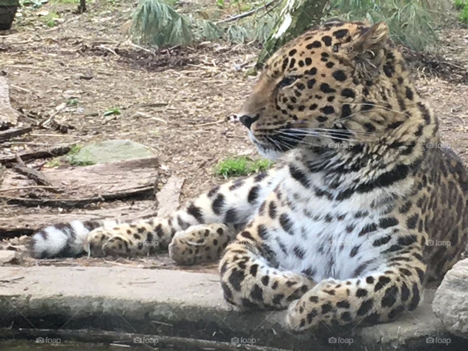 Orion, the Amur leopard, is among the few Amur leopards left as they are hunted almost into extinction. He’s part of a breeding program to carefully promote the breed.
