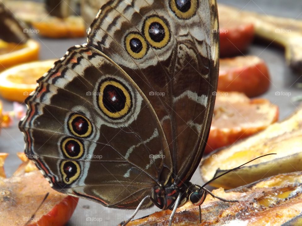 A brown and yellow spotted butterfly sits perched atop some sliced fruit.