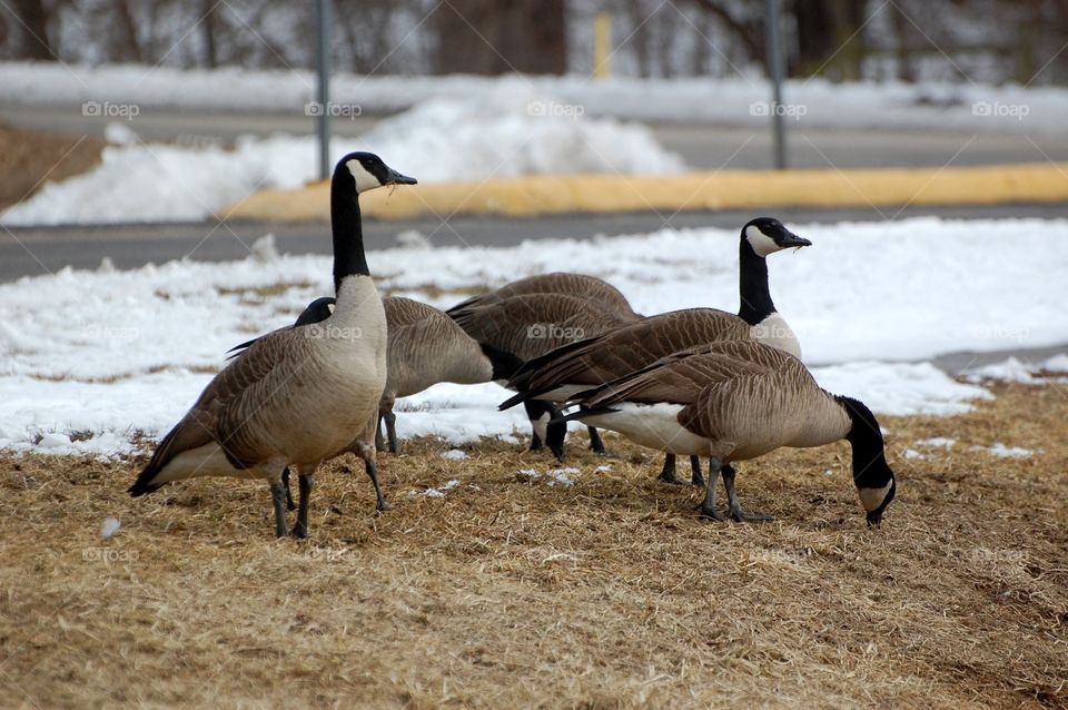 Geese pick at the grass as they walk toward the frozen lake in early March in Missouri. 