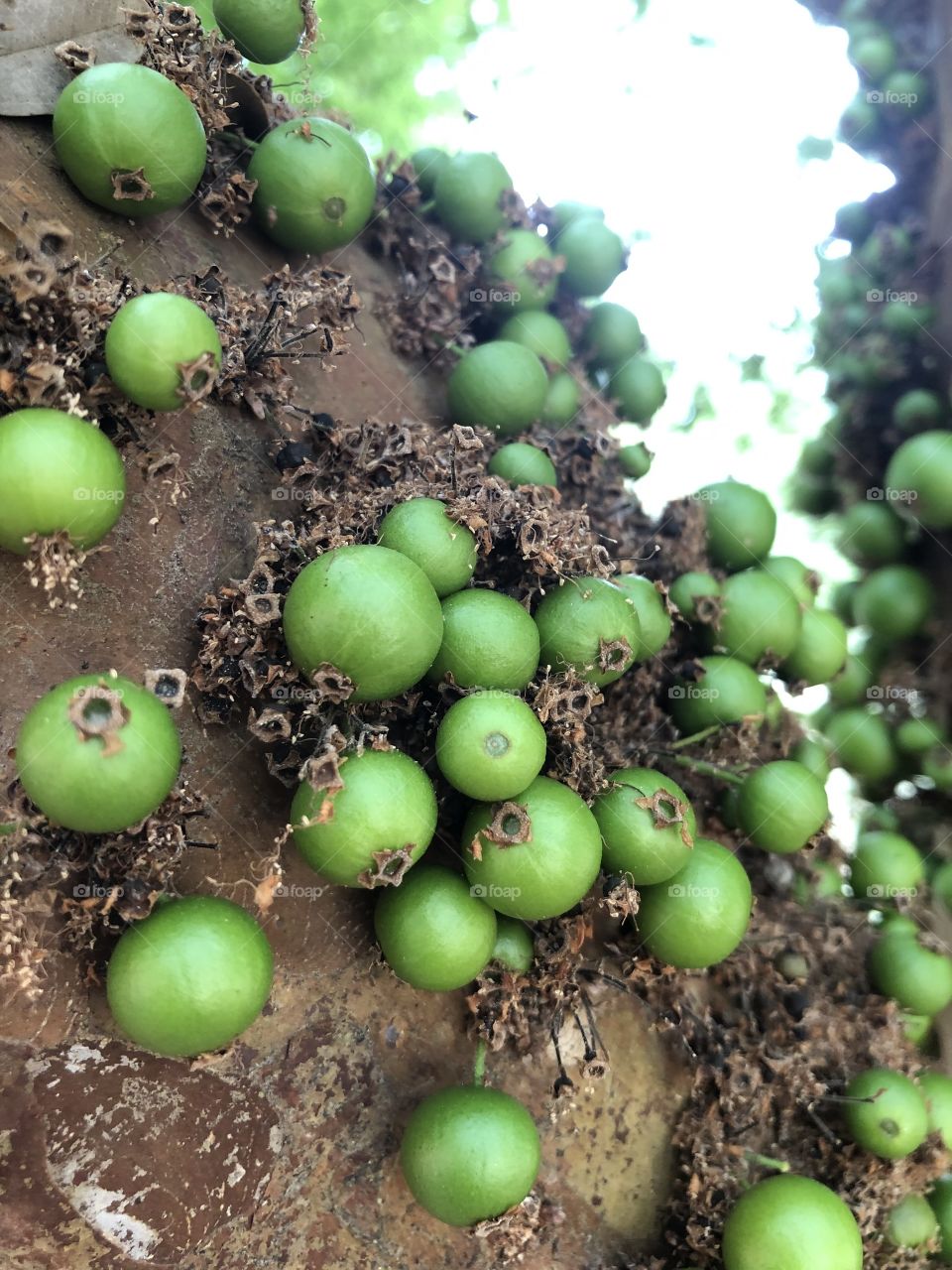 Jaboticaba verde