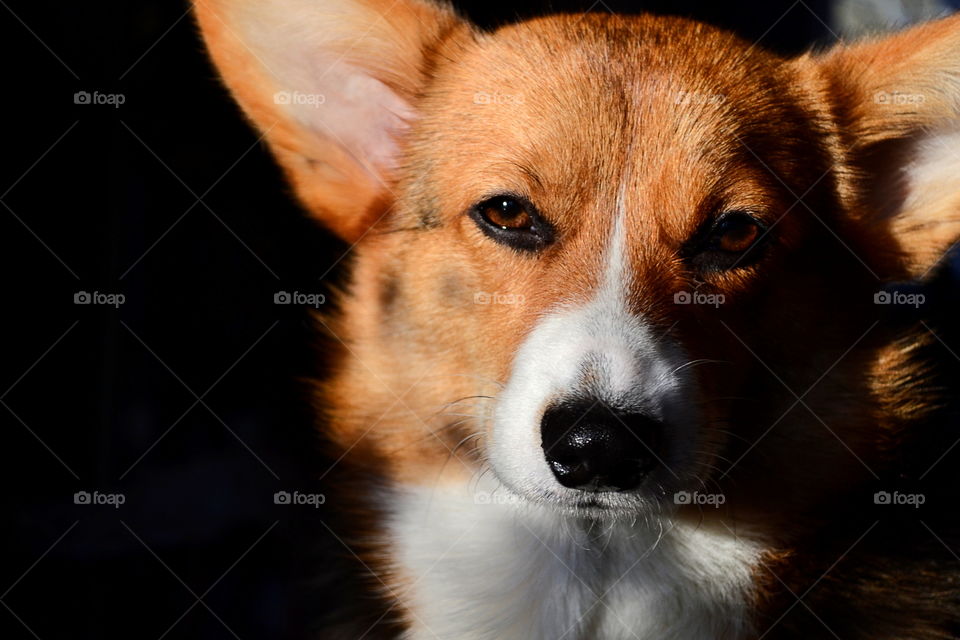 Close-up of a dog against black background