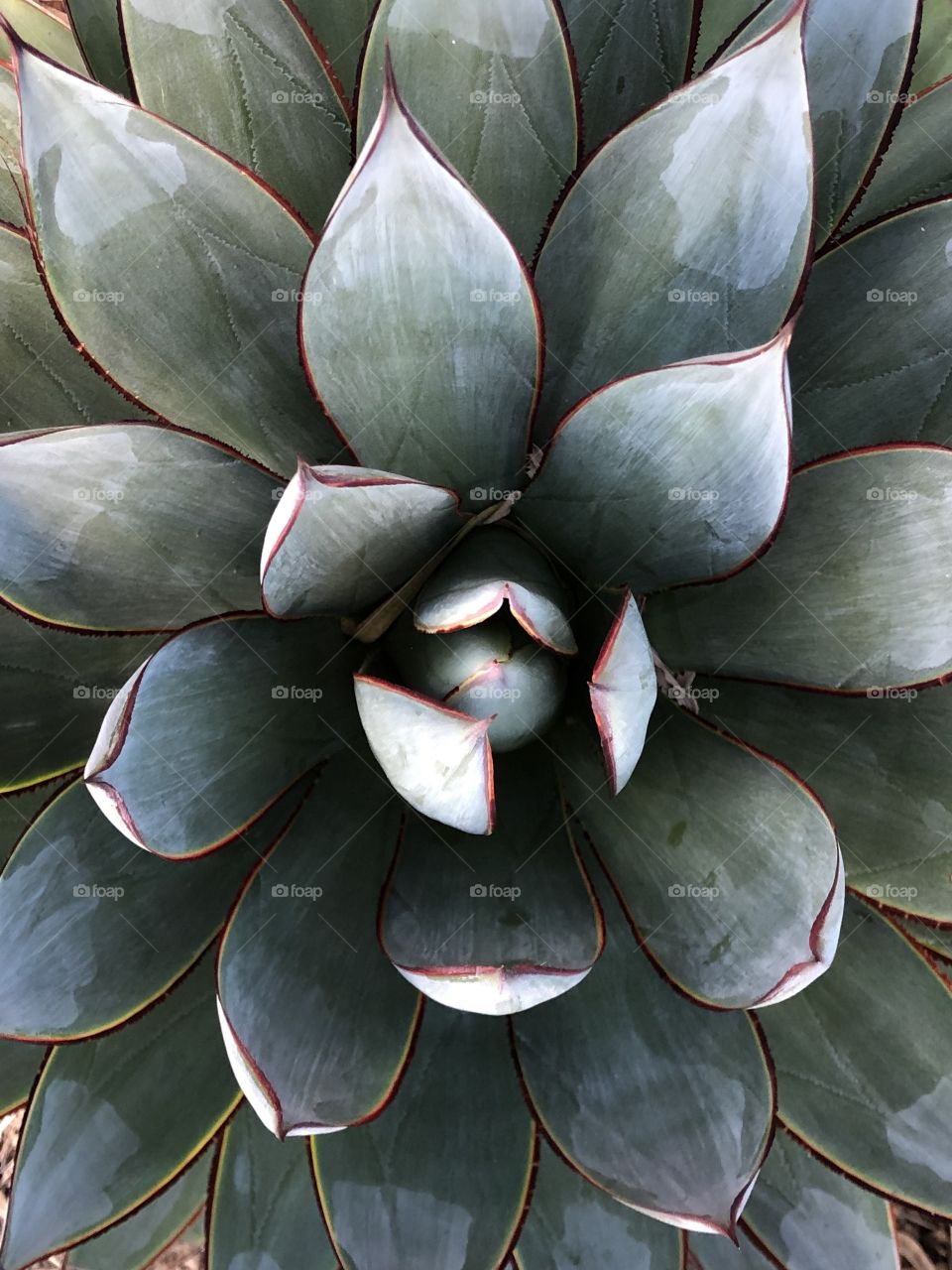 Mesmerizing succulent plant with green gray white pink pointy leaves. Bird’s eye view 