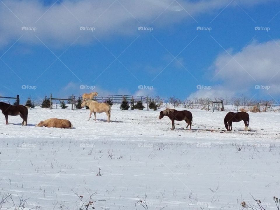 Winter, Mammal, Snow, Cavalry, No Person