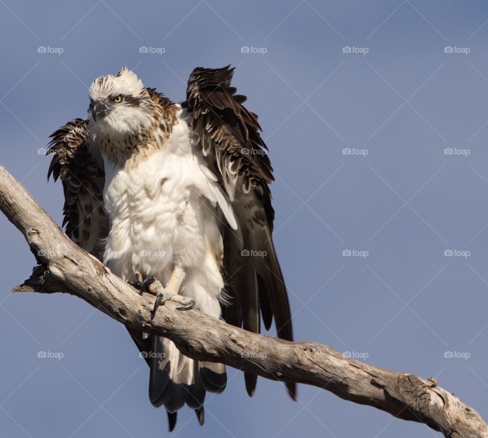 osprey in a tree