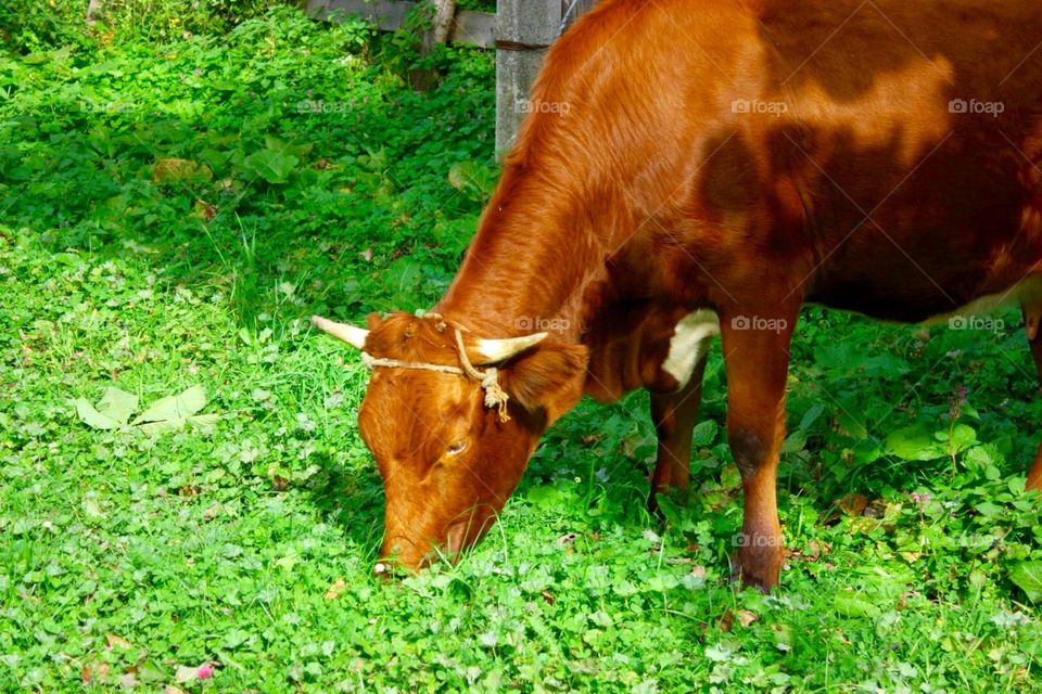 Grass, Mammal, No Person, Nature, Pasture