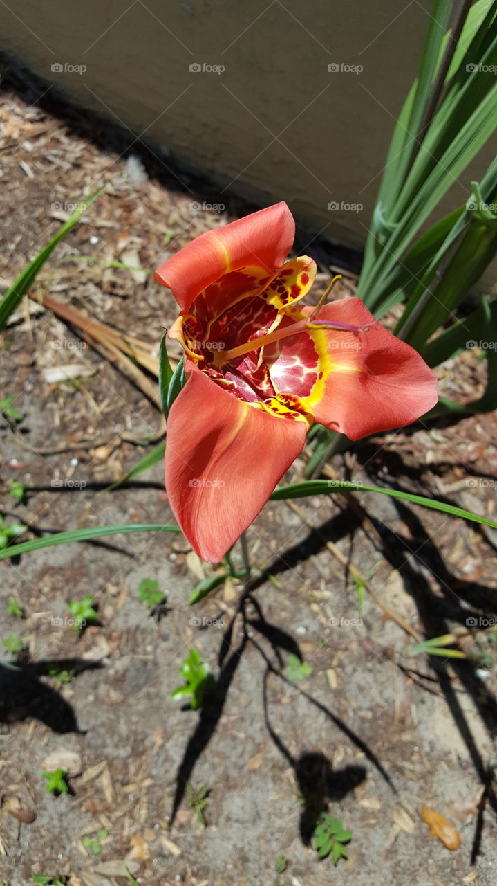 My first orange lily