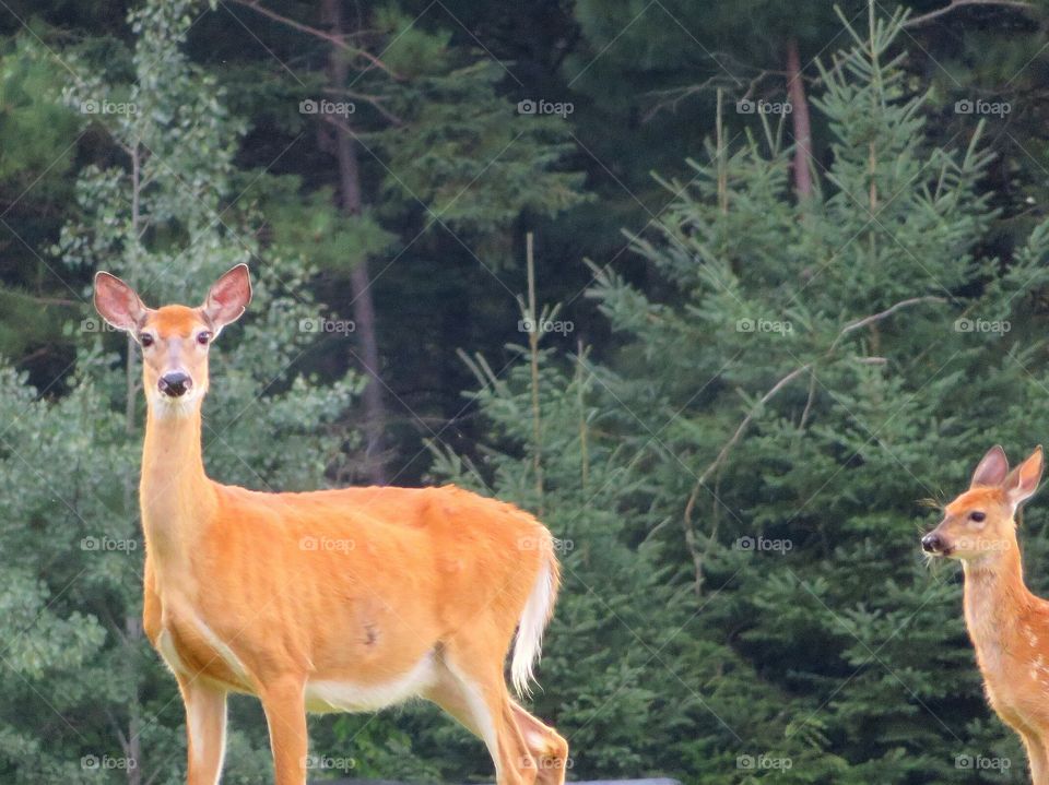 Whitetail Doe and Fawn