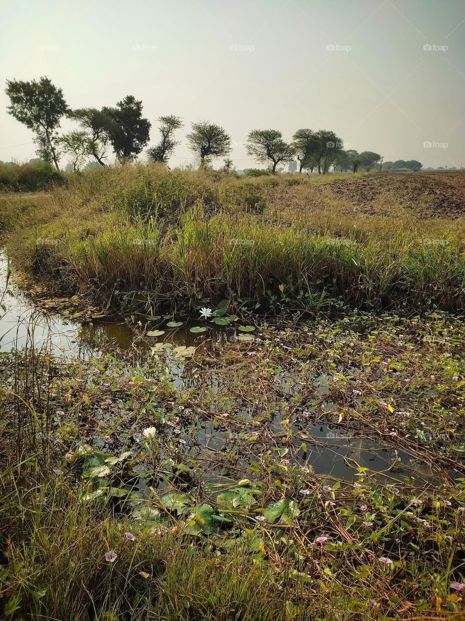 part of lake which is having beautiful flowers and hyacinth.