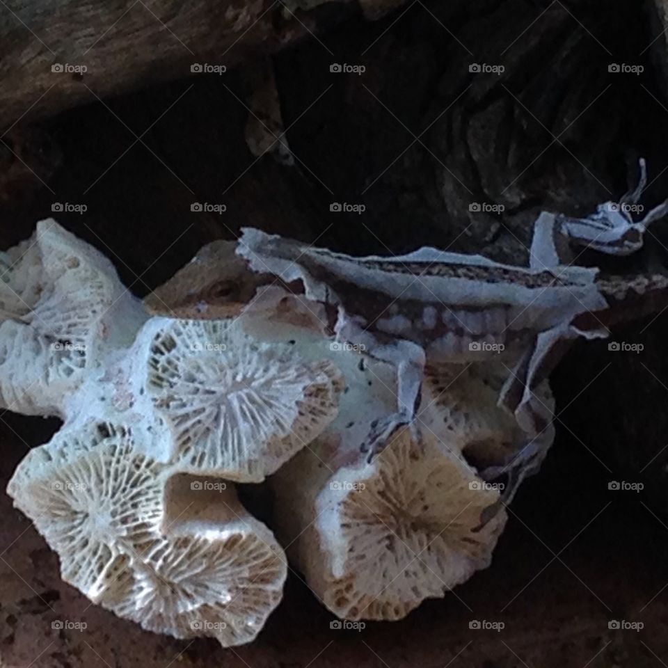 "I'm molting! I'm molting!"