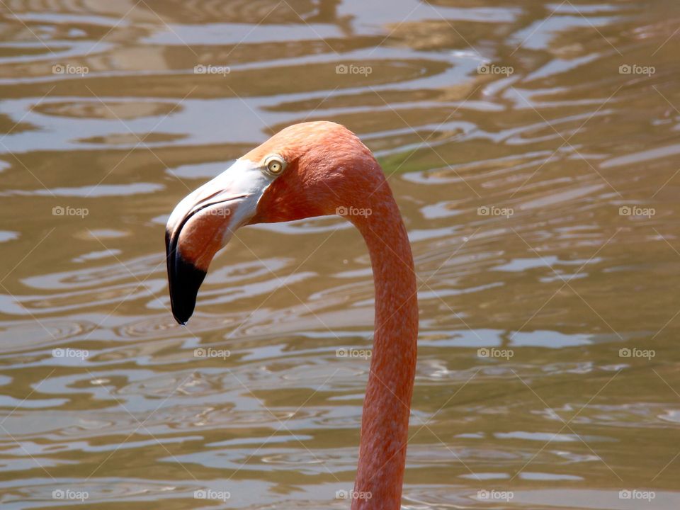 Flamingo in water