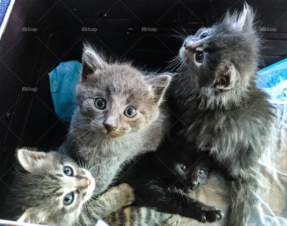 Adorable animal shelter kittens 