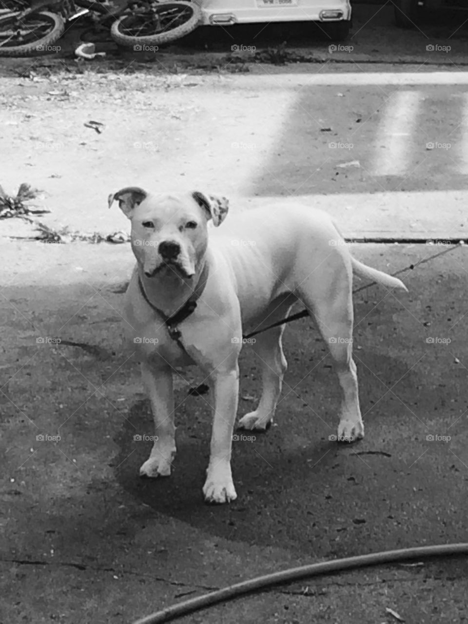 Beautiful female pit. Black-and-white, picture of a female pitbull named felony