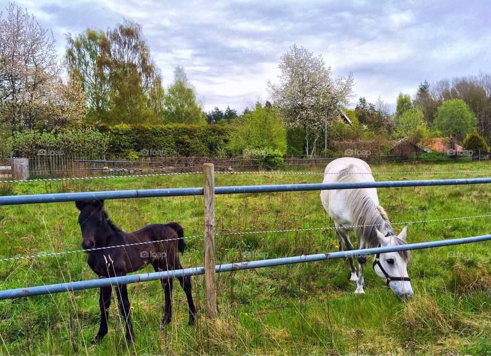 A horse and a foal