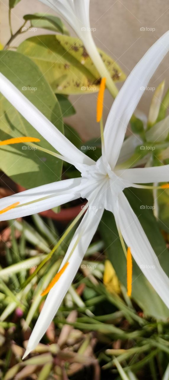 white flower In Garden
