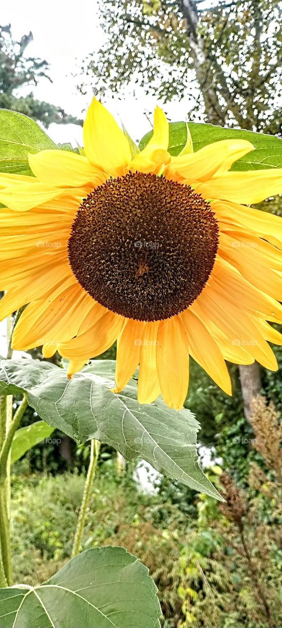 Giant Sunflower