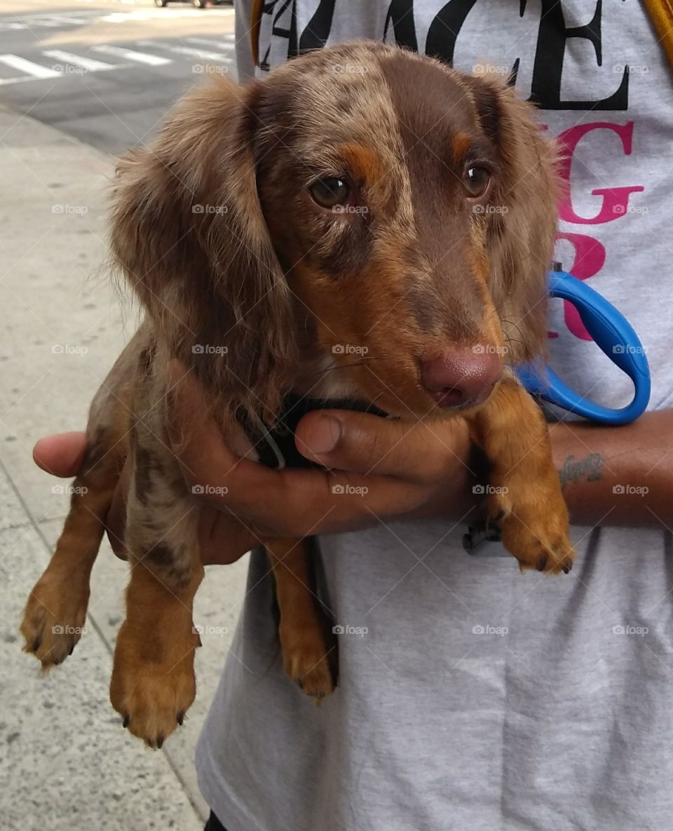 Dachshund Puppy in NYC