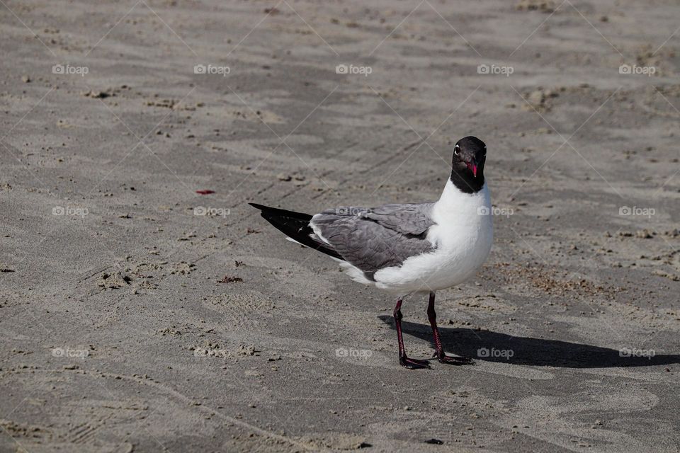 beach bird