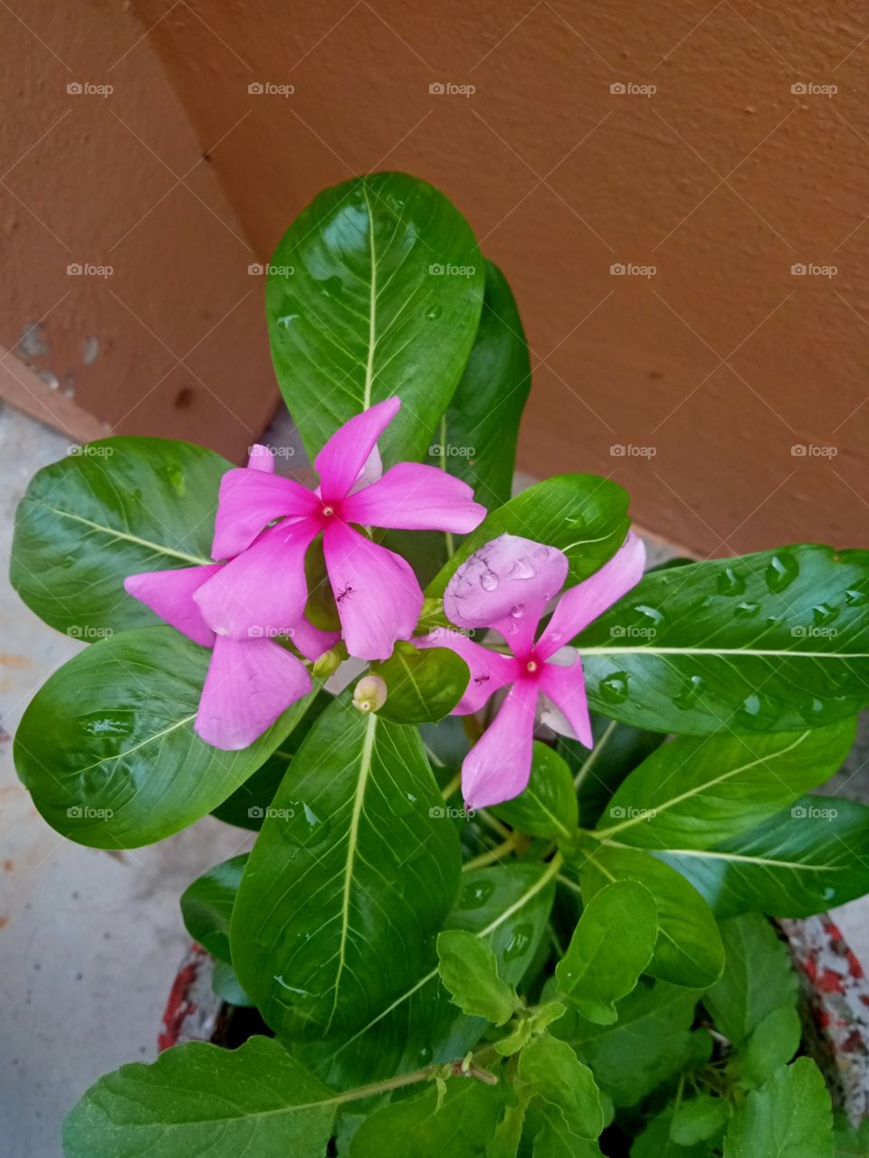 Flower plants in my terrace garden