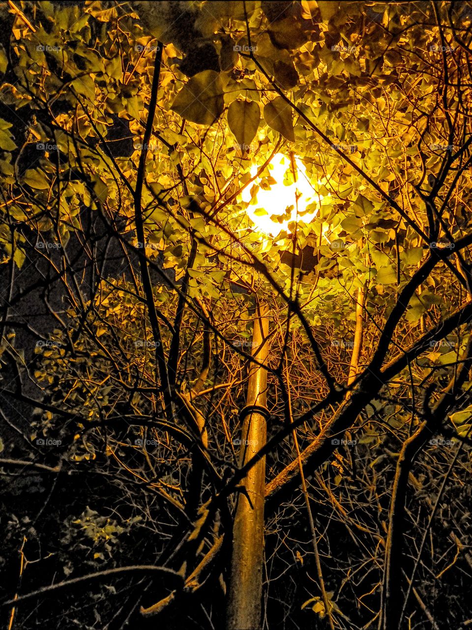Light through the leaves