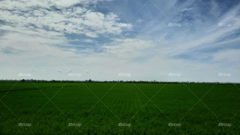 paddy field wide sky