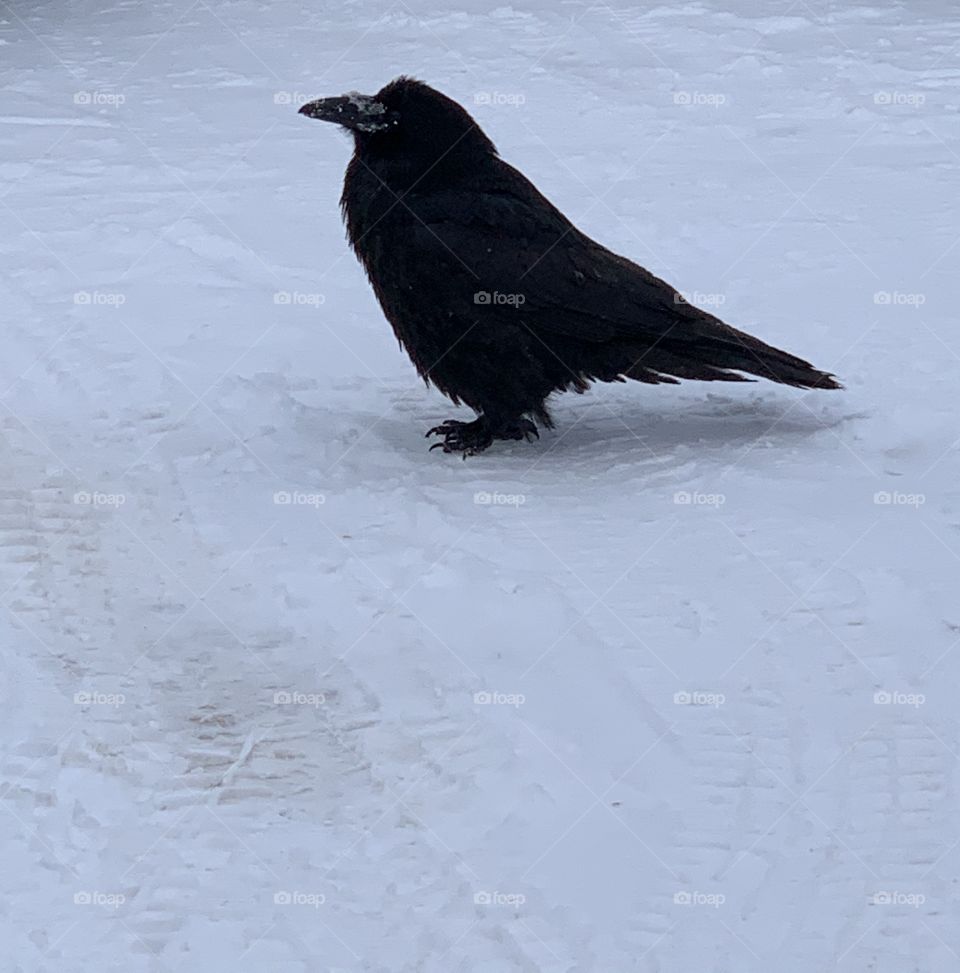 Crow in the parking lot 