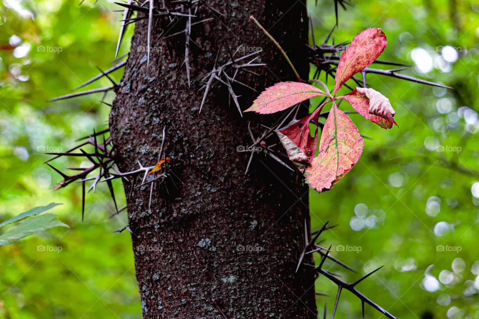 tree with spikes