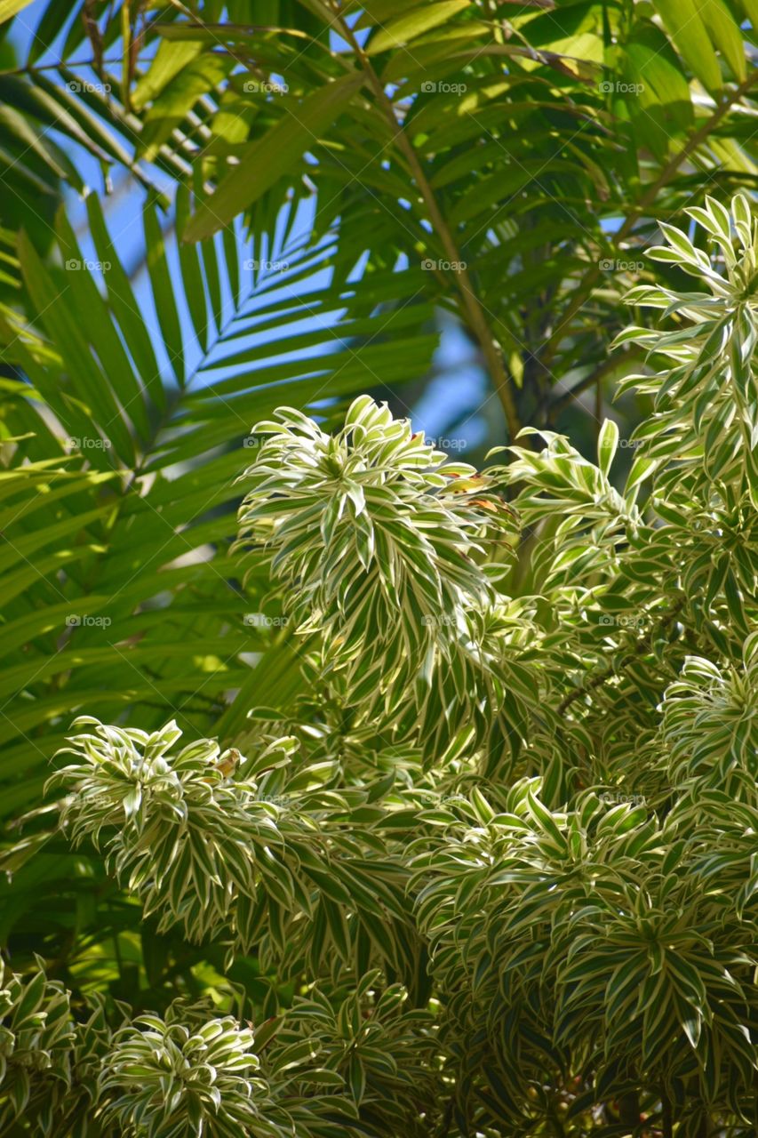 Hawaiian flora