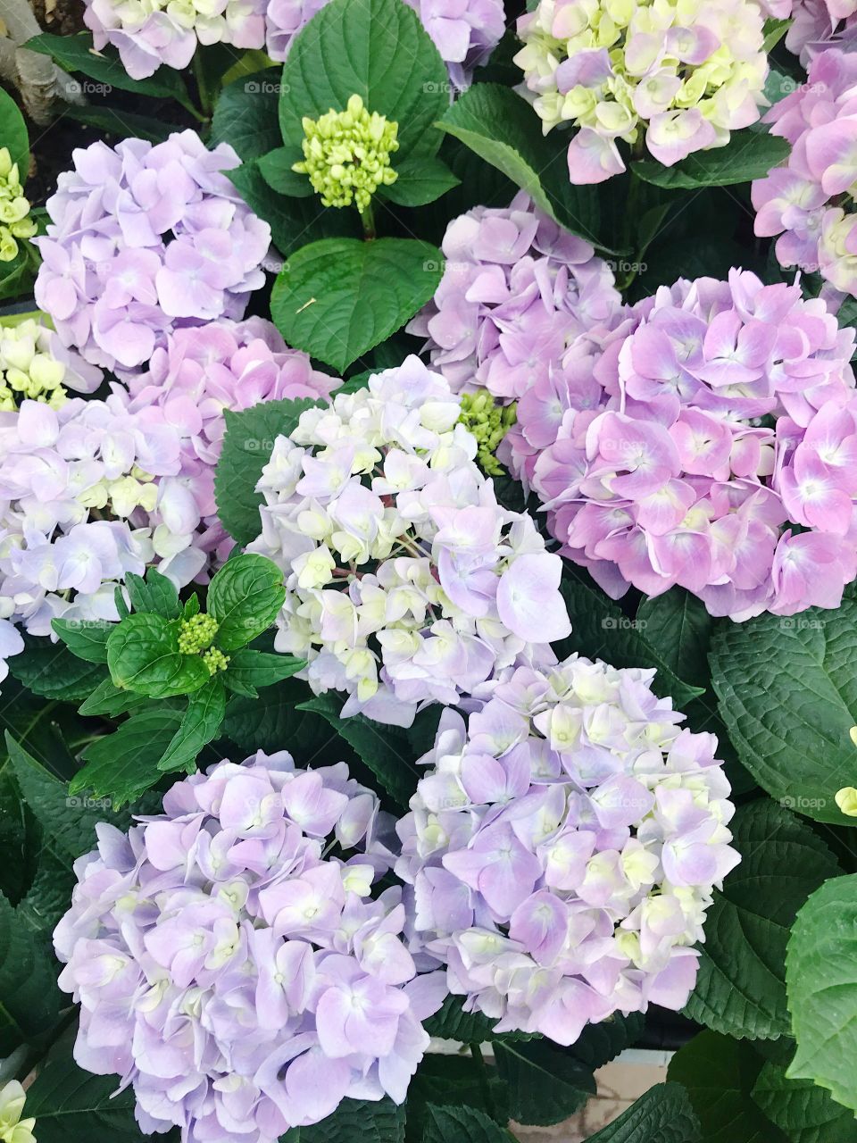 Purple hydrangea flowers nature background 