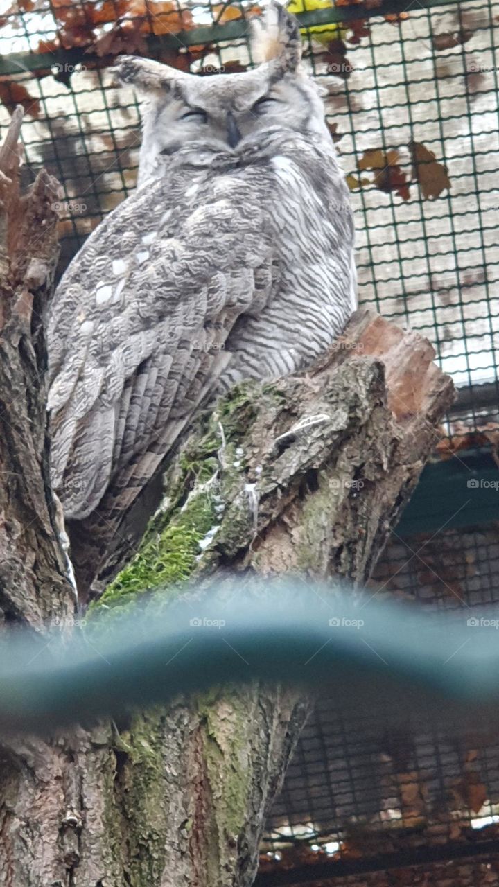 Animals and birds in zoo