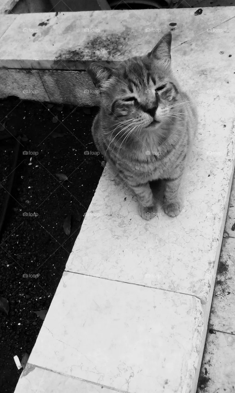 Lovely cat