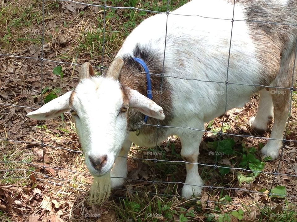 Goat thru fence
