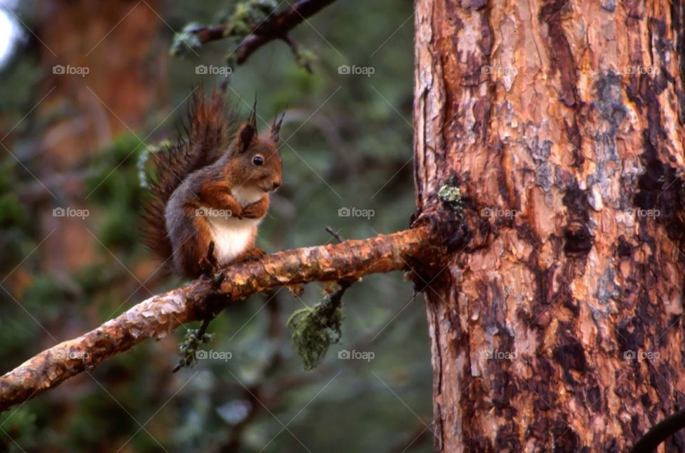 A Squirrel in the tree