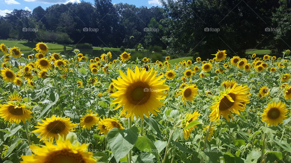 Sunflower, Flora, Summer, Nature, Field